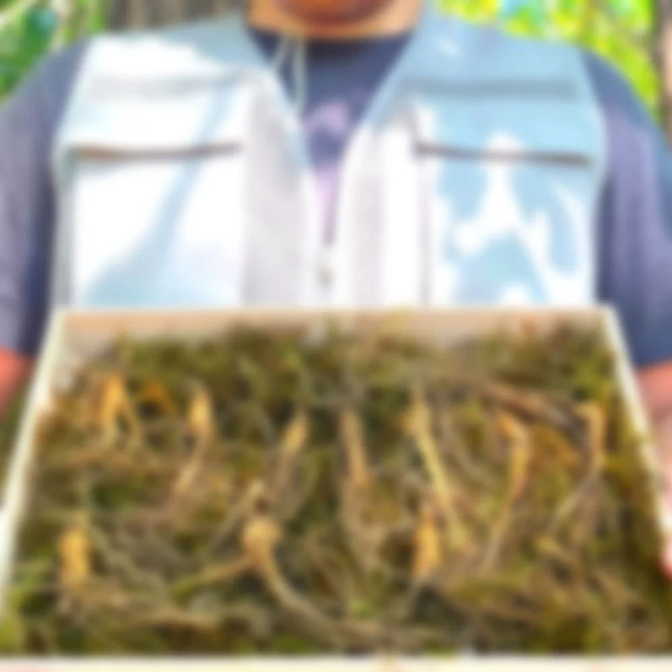 산삼 5~6년 못난이 30뿌리 산양삼 산양산삼 장뇌삼 선물세트