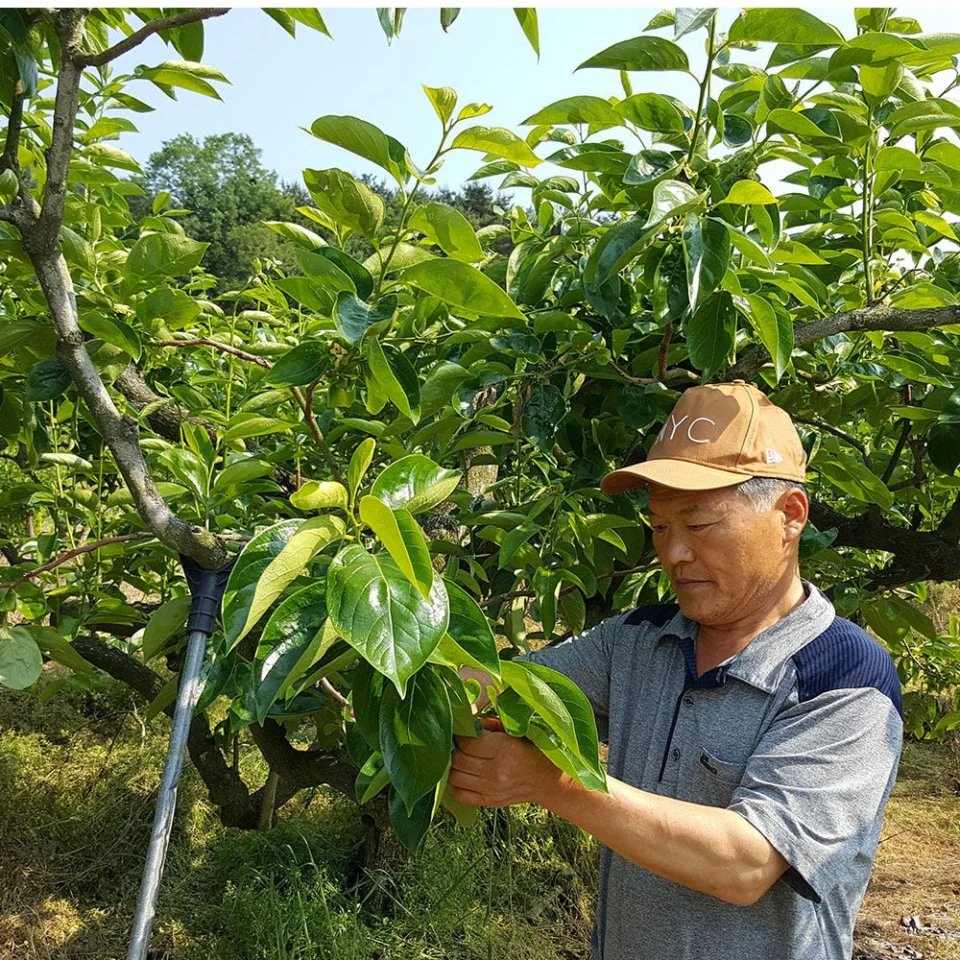 단감 태추단감 부유 창원 감 2.5kg 대과